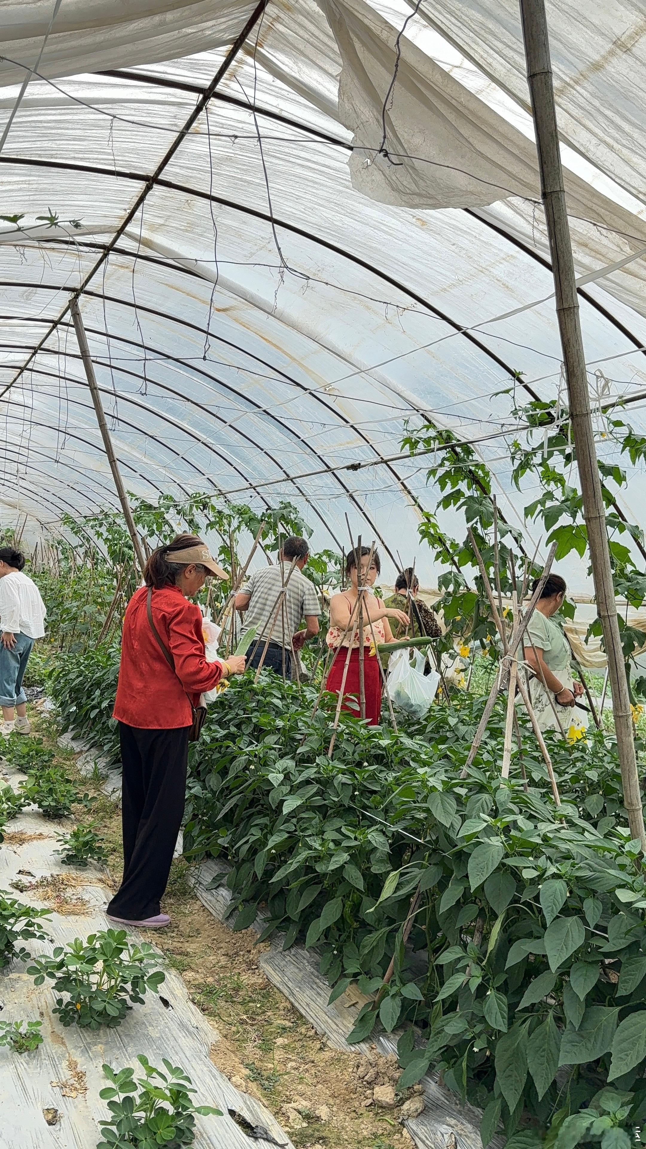 关于吃青菜这一点，我觉得我比较幸运，家里有三亩地，其中一亩摘了各类果树，剩下的就