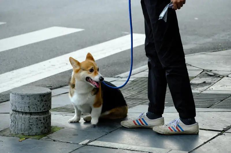 路上偶遇“人模狗样”的遛狗不牵绳，我想说……

刚下楼遛弯，又碰见一位打扮精致、