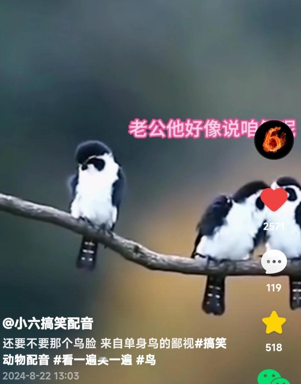 母鸟儿：
老公，它好像在说咱们……
公鸟儿：
他懂啥啊？它是个不完整的鸟儿，别理