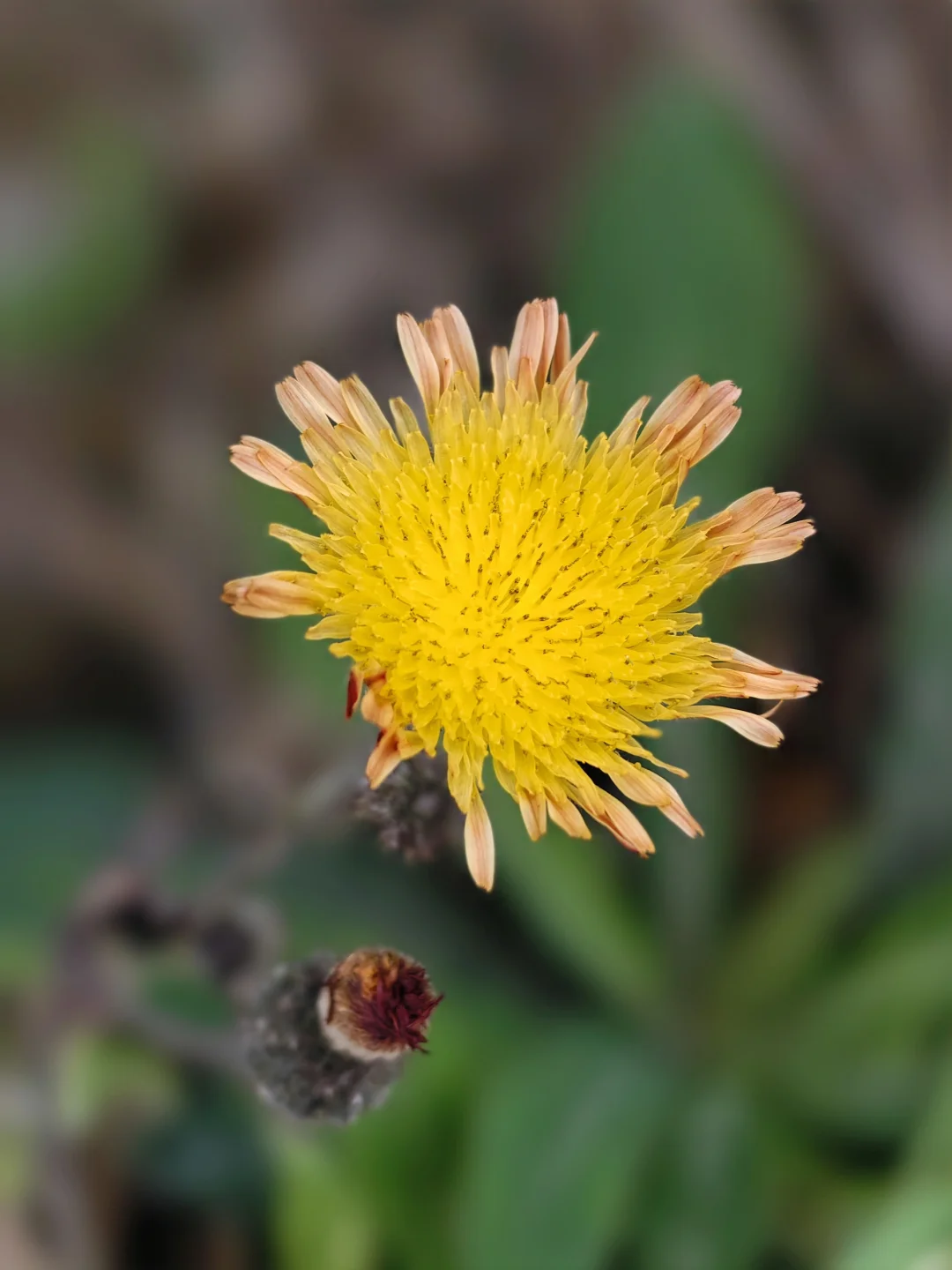 苣荬菜🌼