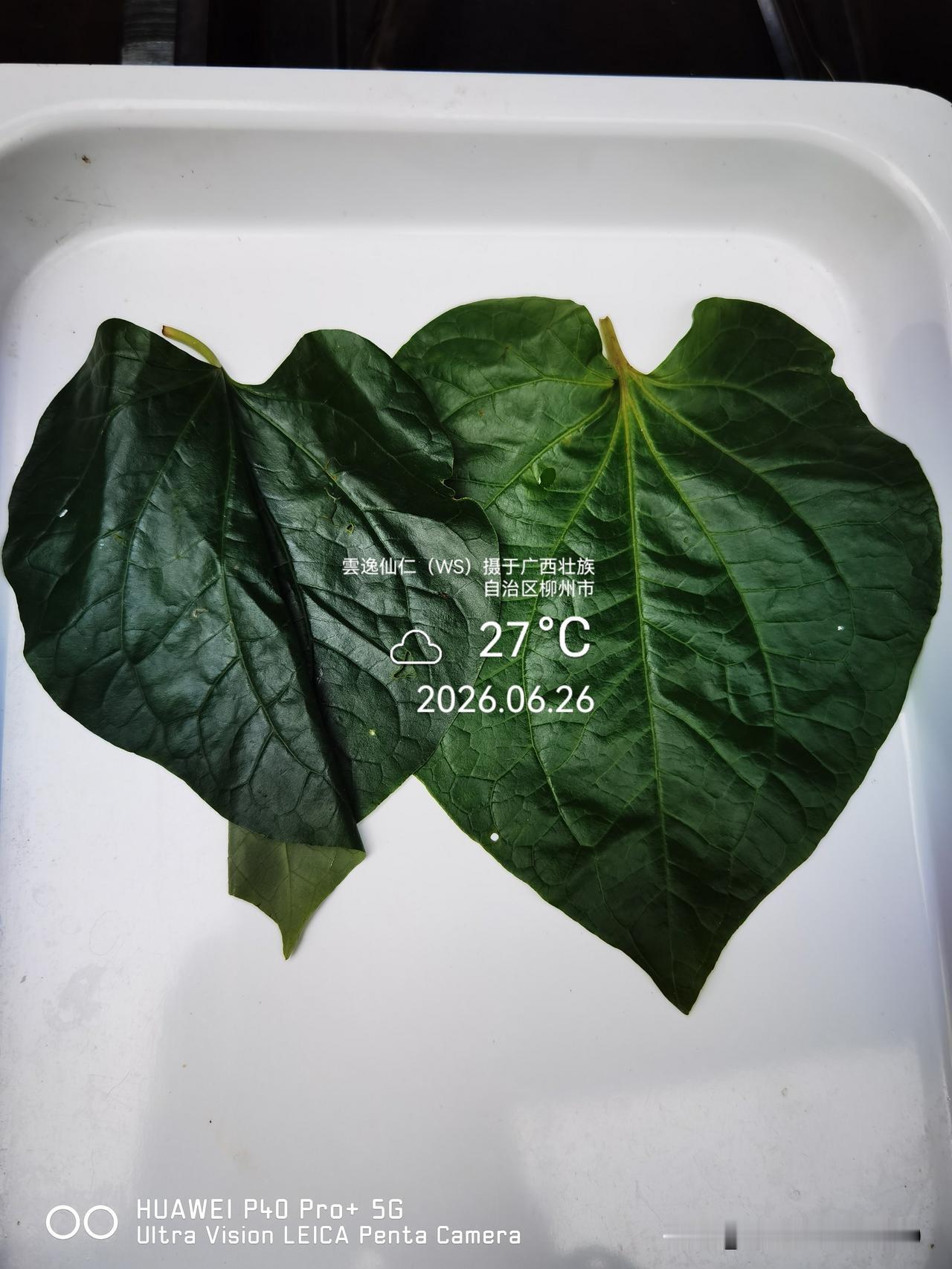 月居生活记录（10001）广西壮族自治区柳州市（38）品尝小吃13：假蒌叶（4元