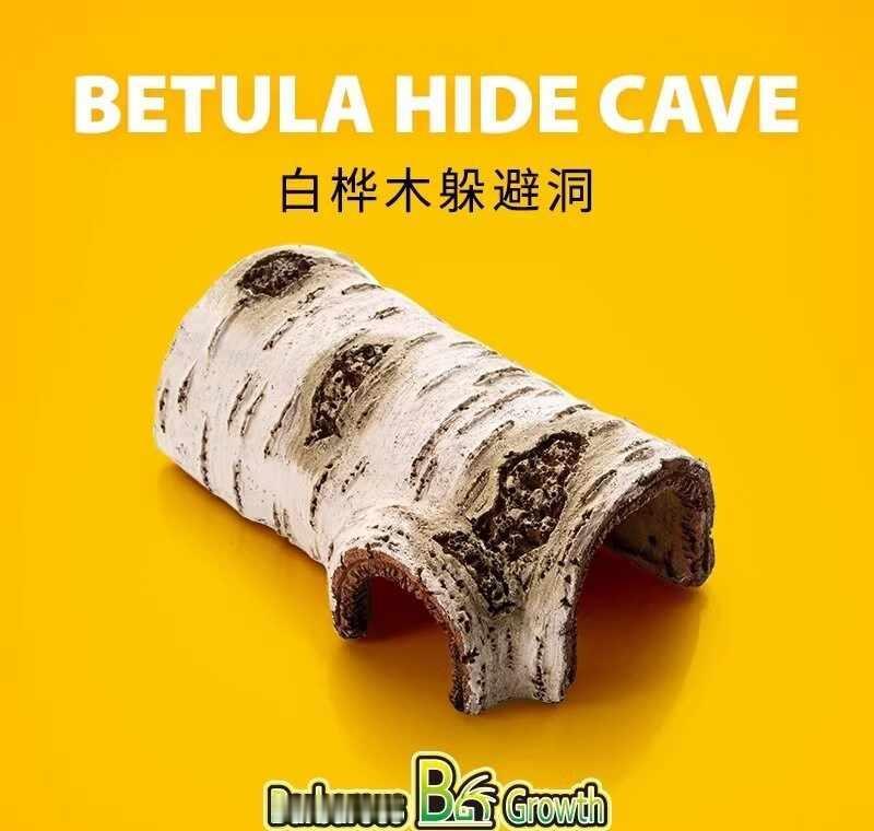 守宫新家开箱啦
给小家伙添了个新玩具～
彷真白桦木躲避洞穴，超自然～
它一进去就