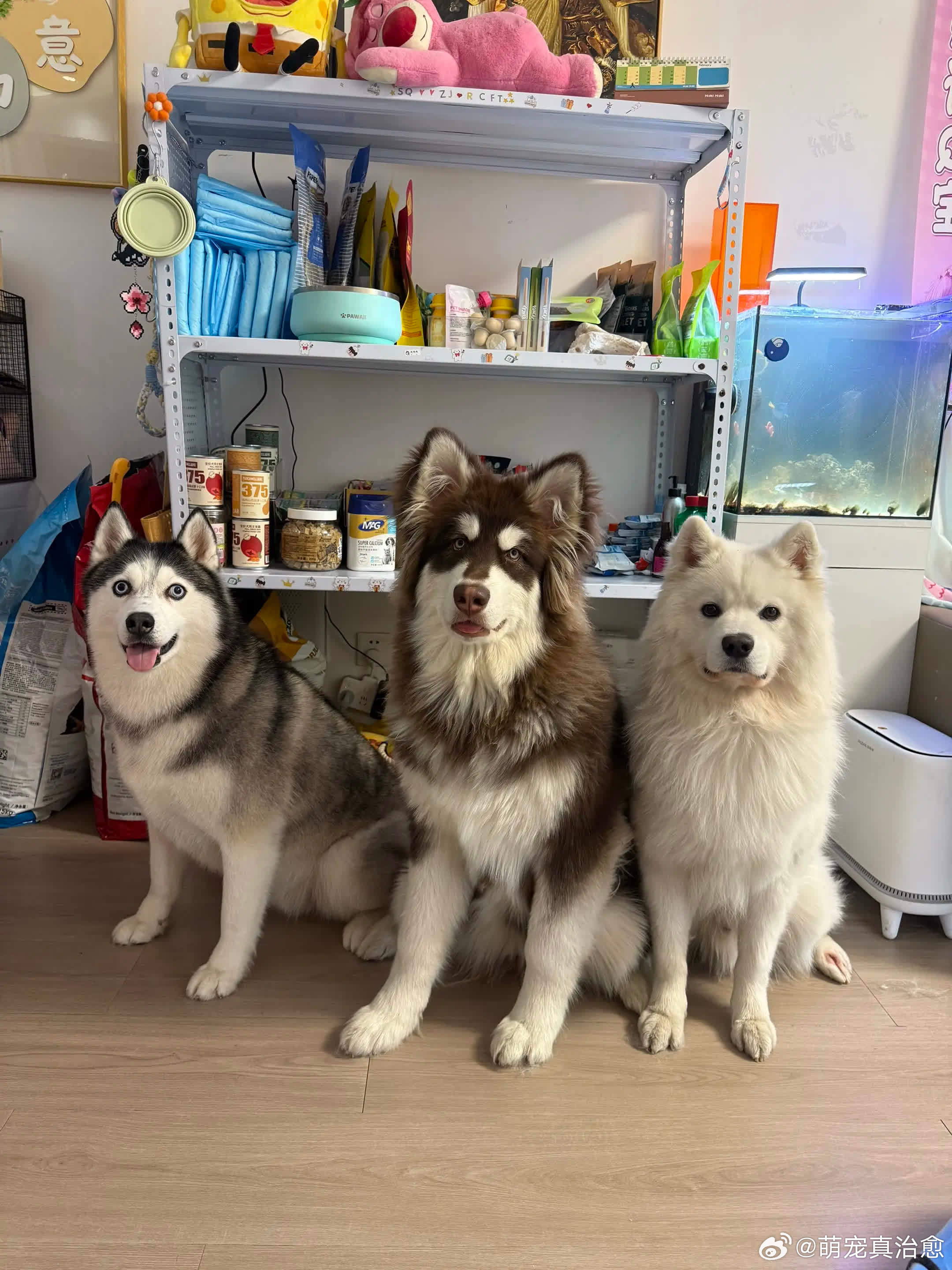 听说集齐雪橇三傻，可以召唤神龙？萌宠宠物