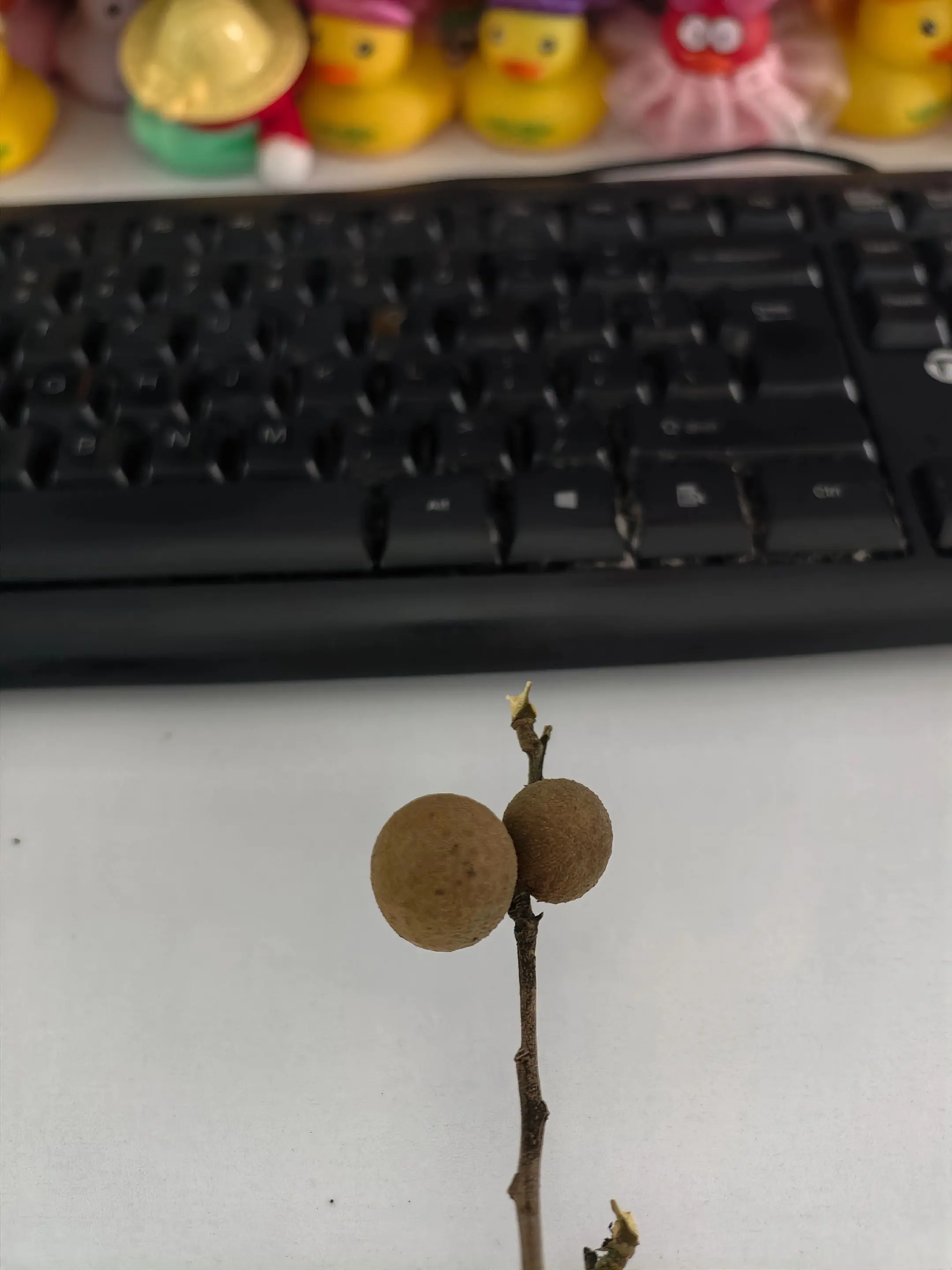 星一，你猜猜我想到什么？