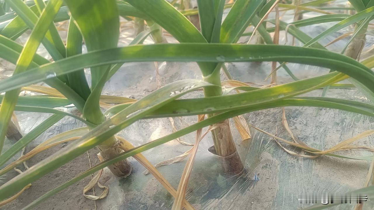 《1 月 19 日河南杞县大蒜行情：大雪下的“蒜”途风云》

家人们，今天是 2