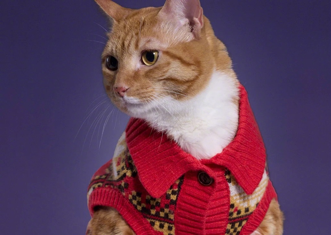 adidas Originals       ——2026新年宠物限定系列好看的