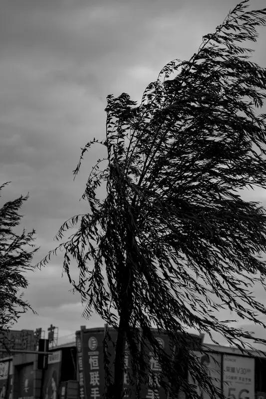 这几句诗简直绝了，氛围感直接拉满！风，本是大自然中灵动的精灵，于世间穿梭，带来生