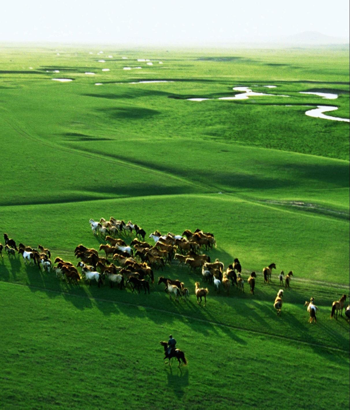 清风漫拂碧色翻涌，澄澈长空流云舒展，天地之间干净又旷远。
散落的牛羊静栖于软绒草