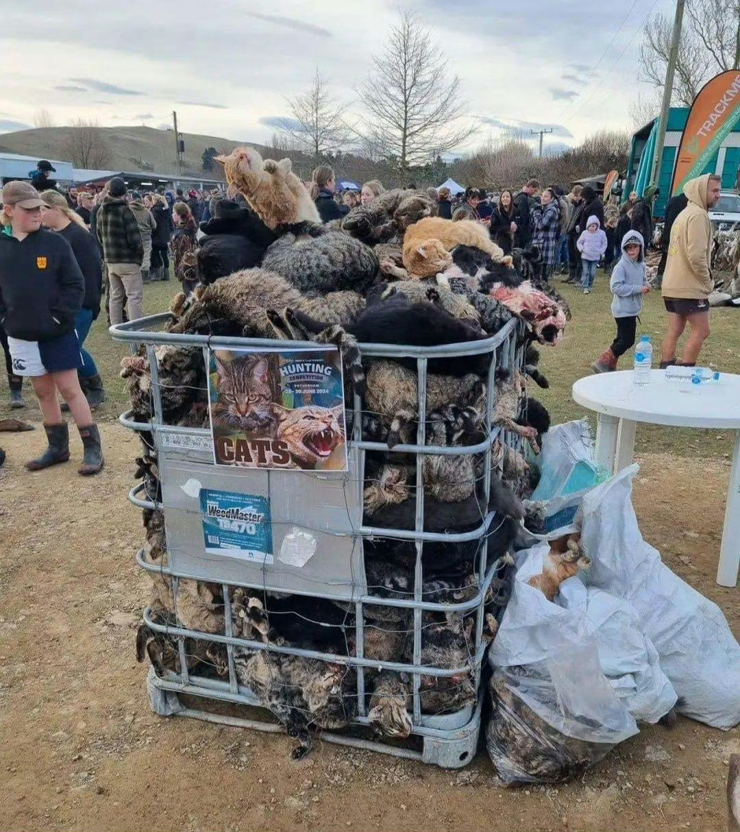 外国人捕杀泛滥的流浪猫成果展！啥东西多了都要控制，印度过去人口多了，都要科学论证