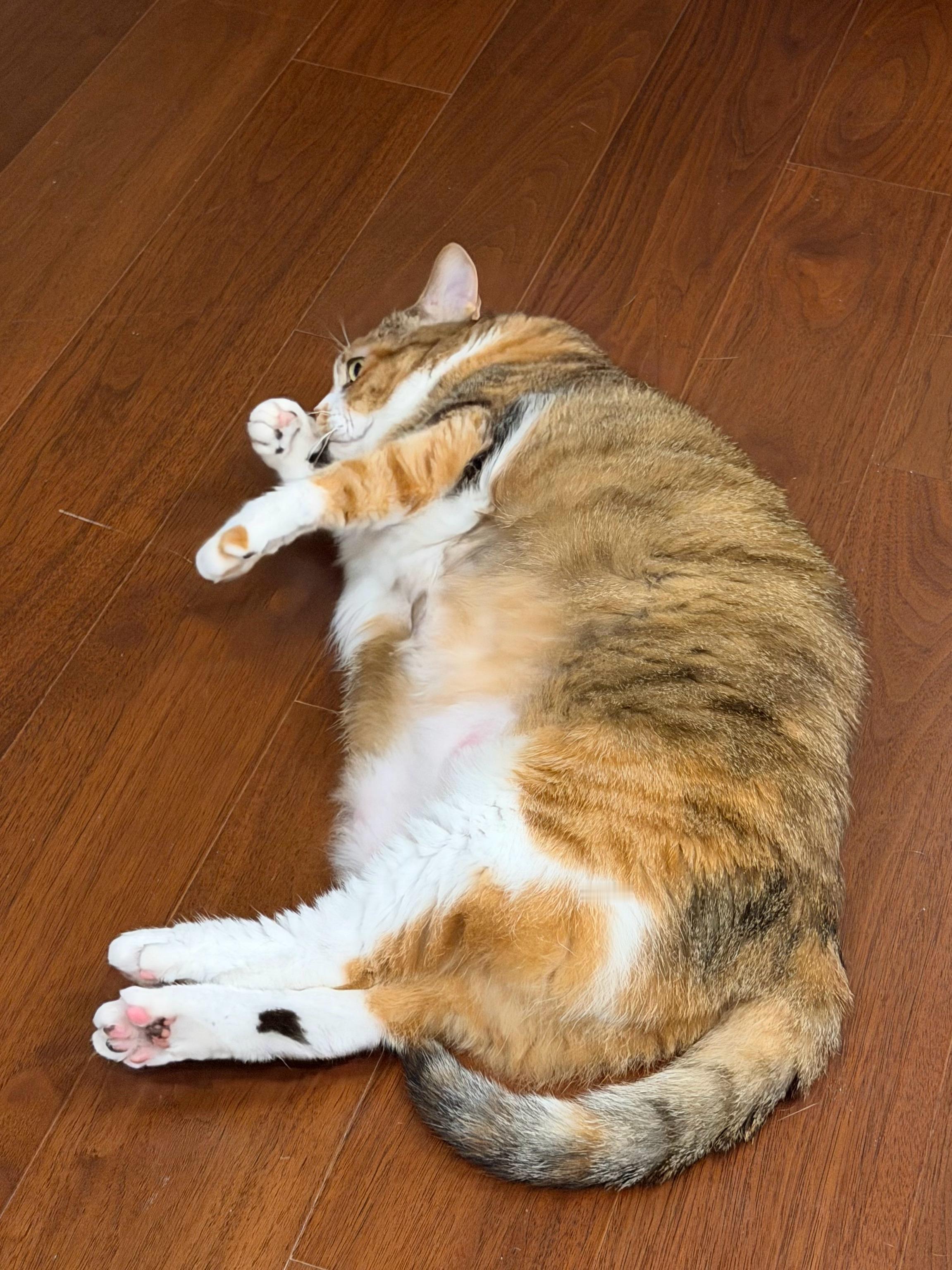 绝世肥美彩狸🐈 