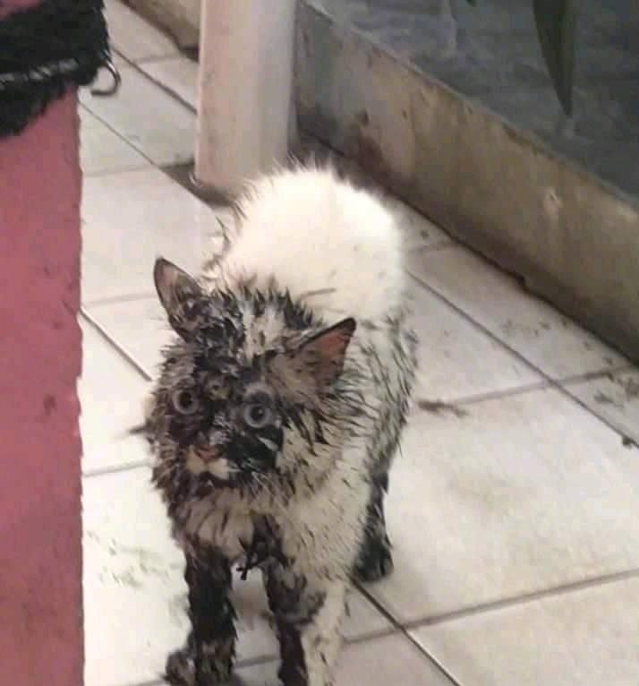 🐱：开门~，烧盆热水！劳资打工回来了！