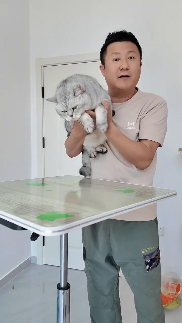 朋友们，帮我看着点猫，看看它听话不？我出去一趟。是不是我家的猫特别乖？