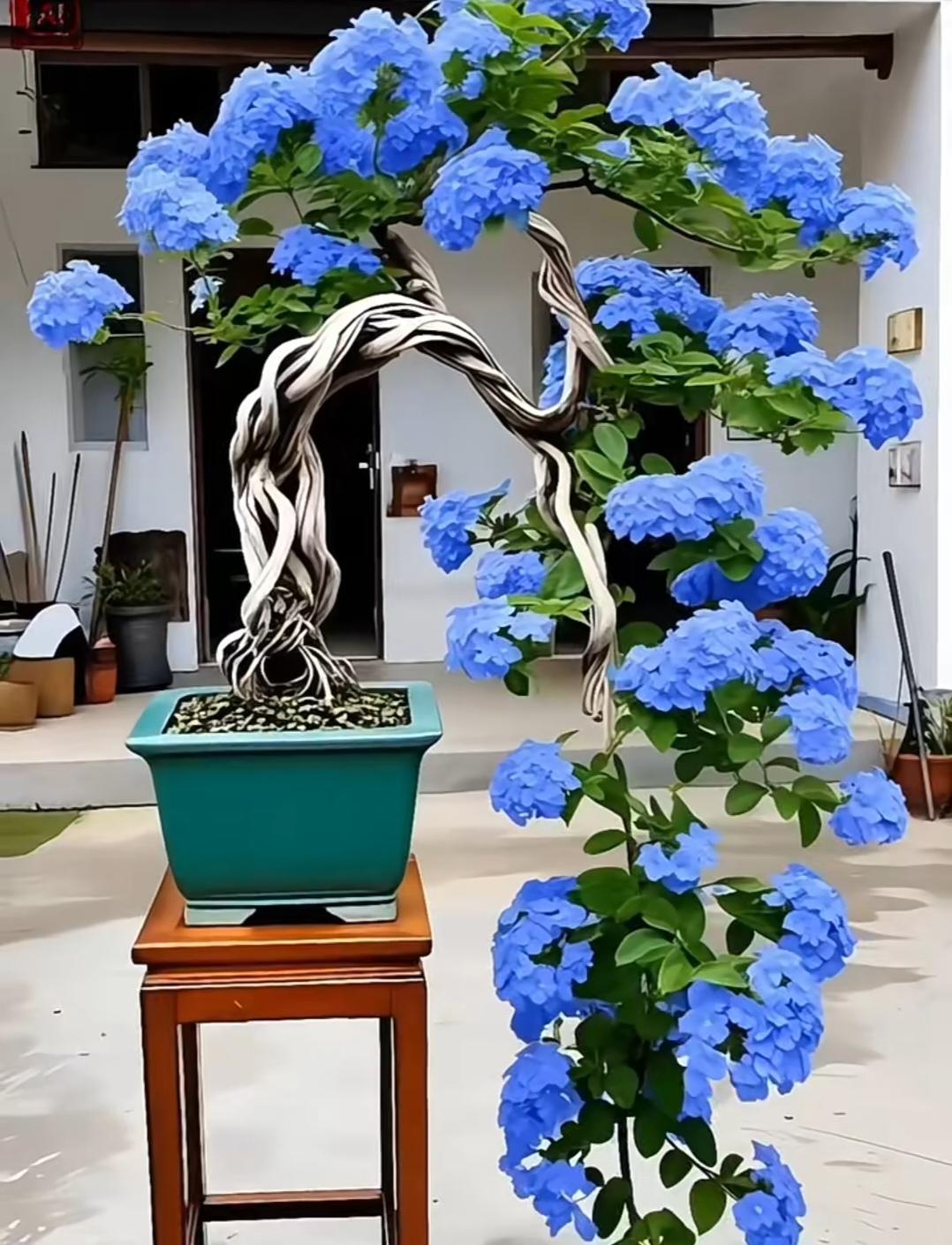 苍虬古干缀蓝花，柔枝垂落如云霞，一盆清蓝静守庭院，满目温柔治愈人心。