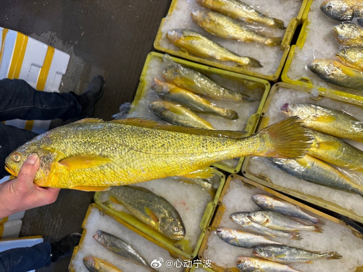 宁波话里的海鲜含量也太高了 宁波话依海而生，俗语里满是海鲜词汇，藏着东海烟火与处