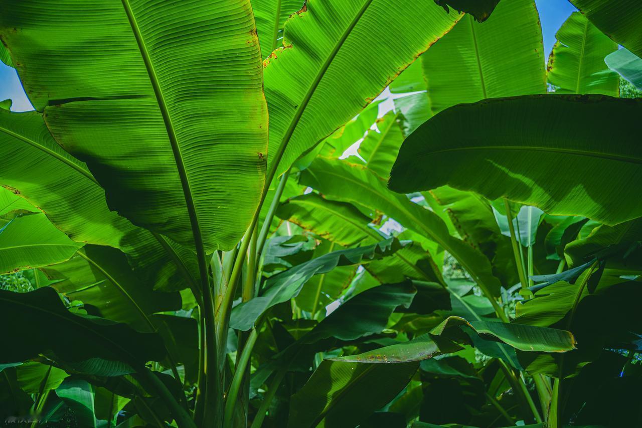 明朝传奇故事
冯汉是个读书人，家中颇为富裕。住在一个挺大的院子里。这一年暑天很热