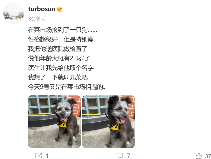 孙俪捡了只狗孙俪菜市场捡了只狗 孙俪在菜市场捡了只狗[柯基] ​​​