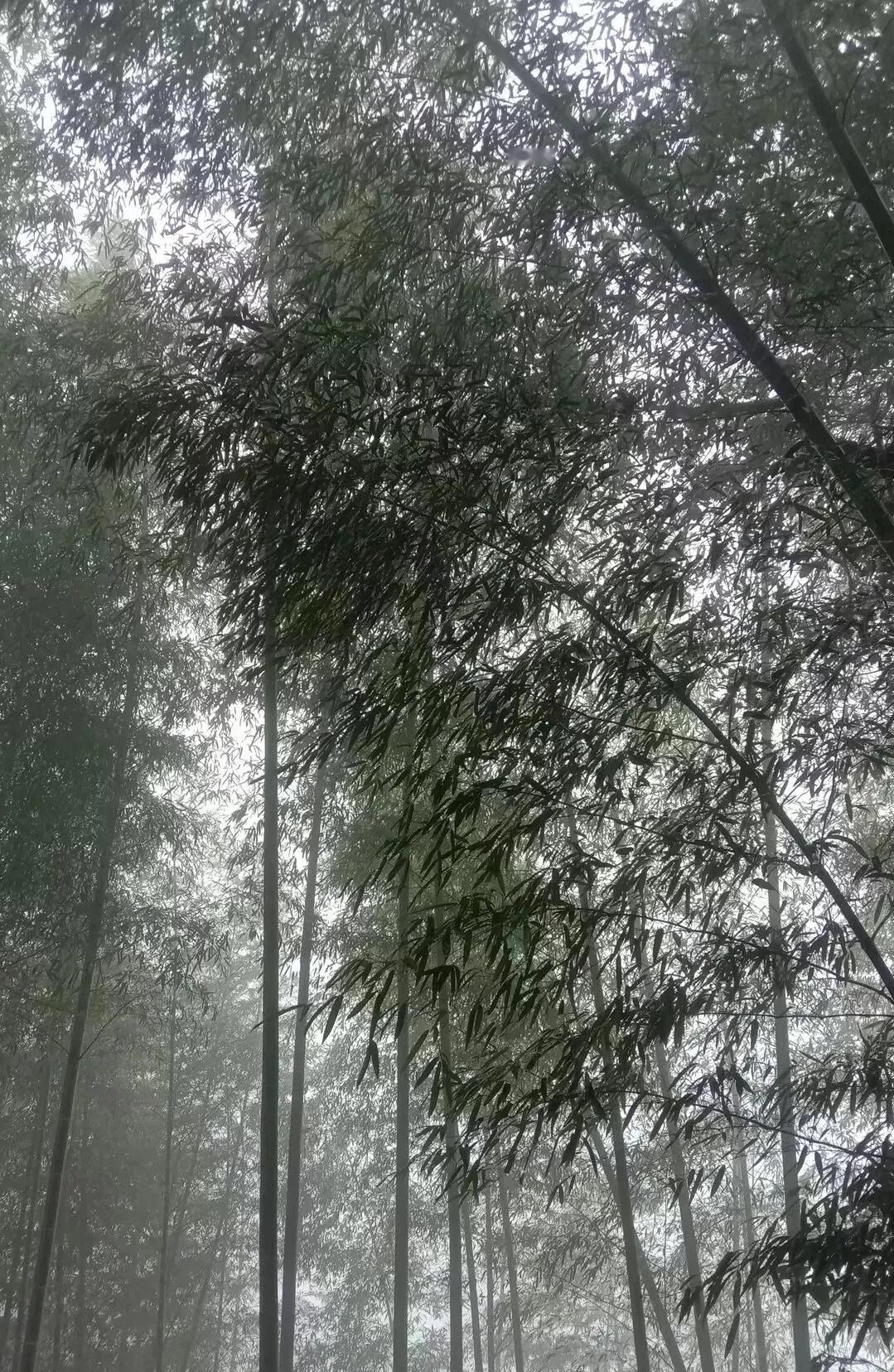 #一句话形容秋日的生活#雾不清，竹不清，身影又难寻。
道不清，理不清，愁思谁能鸣