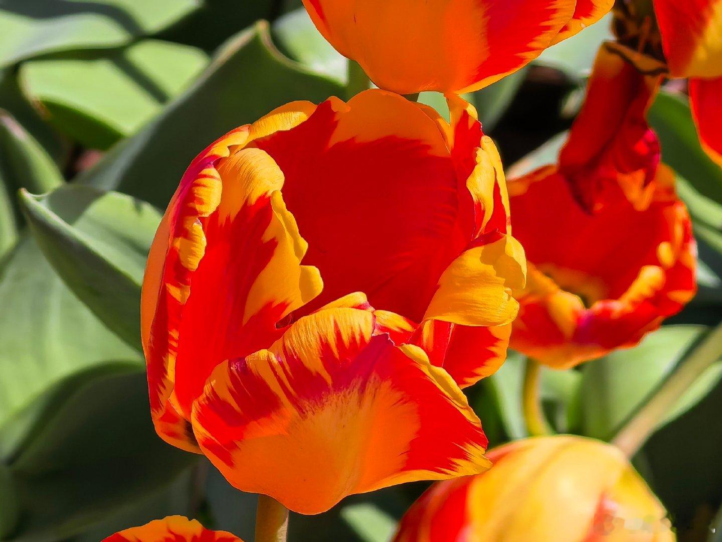 一湖春色醉昆明云南网络大v新春走基层圆通山公园的樱花、海棠花进入初放期，粉白相间