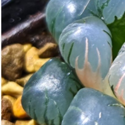 2200冰灯玉露锦的种植方法        冰灯玉露锦比普通玉露娇弱，配土以八成