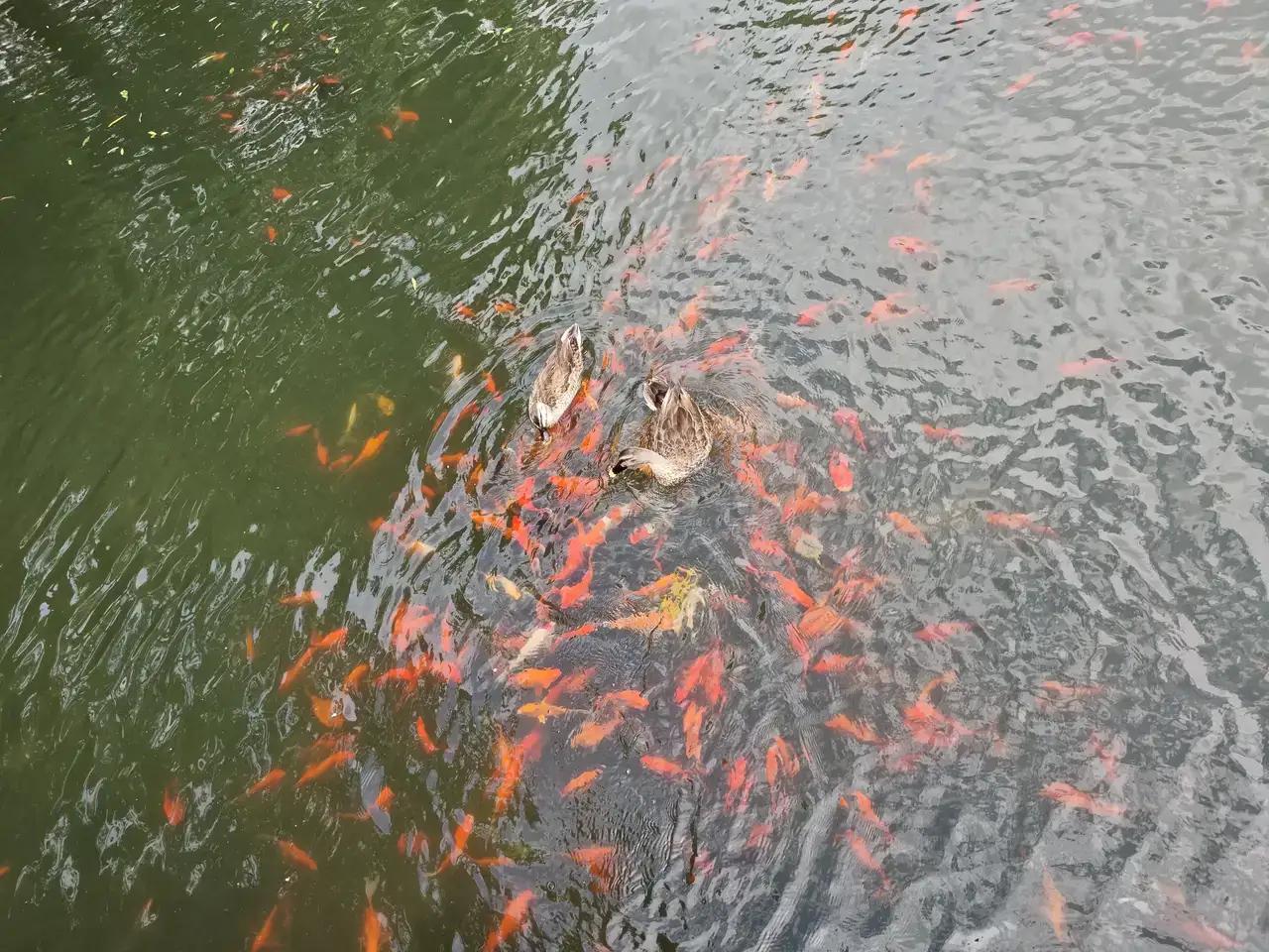 花港观鱼是西湖十景之一。地处苏堤南段西侧，由花、港、鱼为特色的风景点。

漫步在