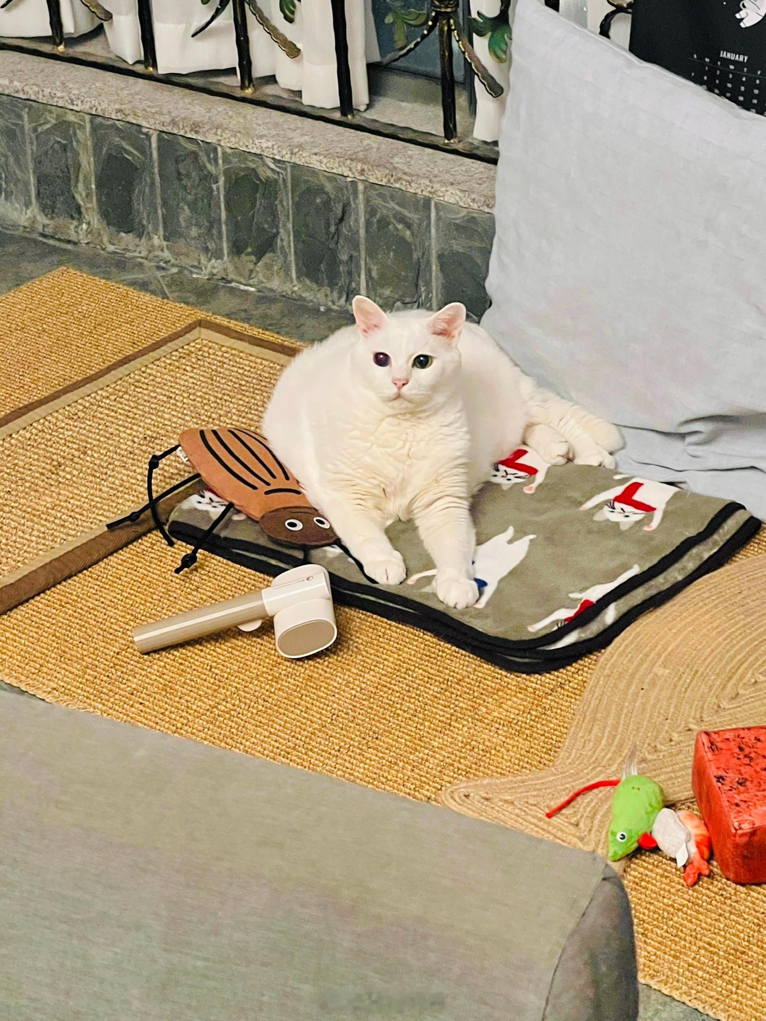 一直下雨～～長了白吉菇🍄和蝦菇🍄‍🟫 ​​​