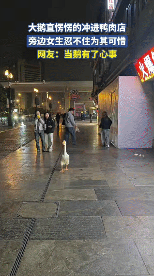 全网最“叛逆”的鹅！大摇大摆冲进周黑鸭，网友：这是去砸场子？

深夜街头，一只鹅
