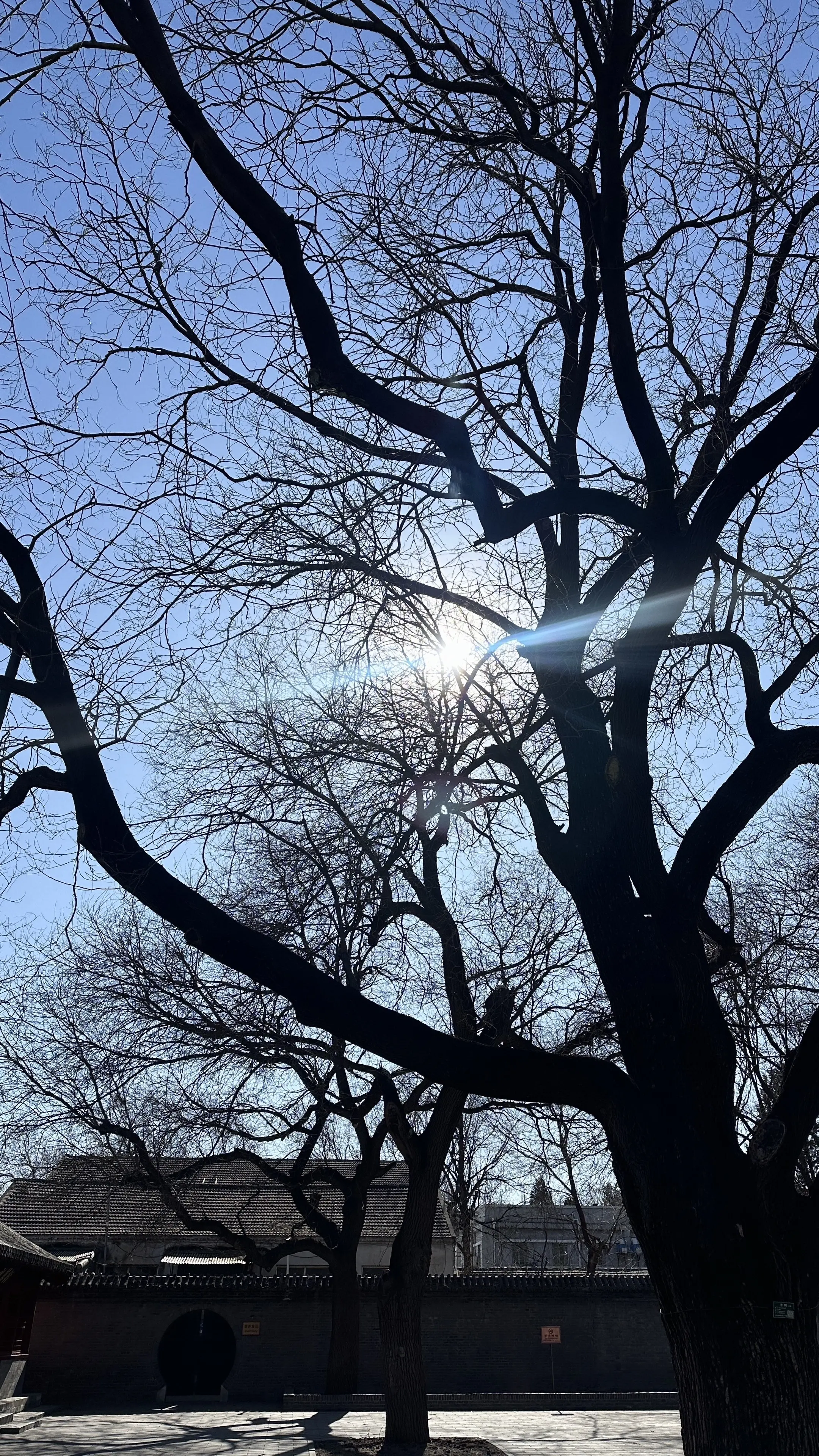 等到了冬天 我们再来北京的胡同散步好不好