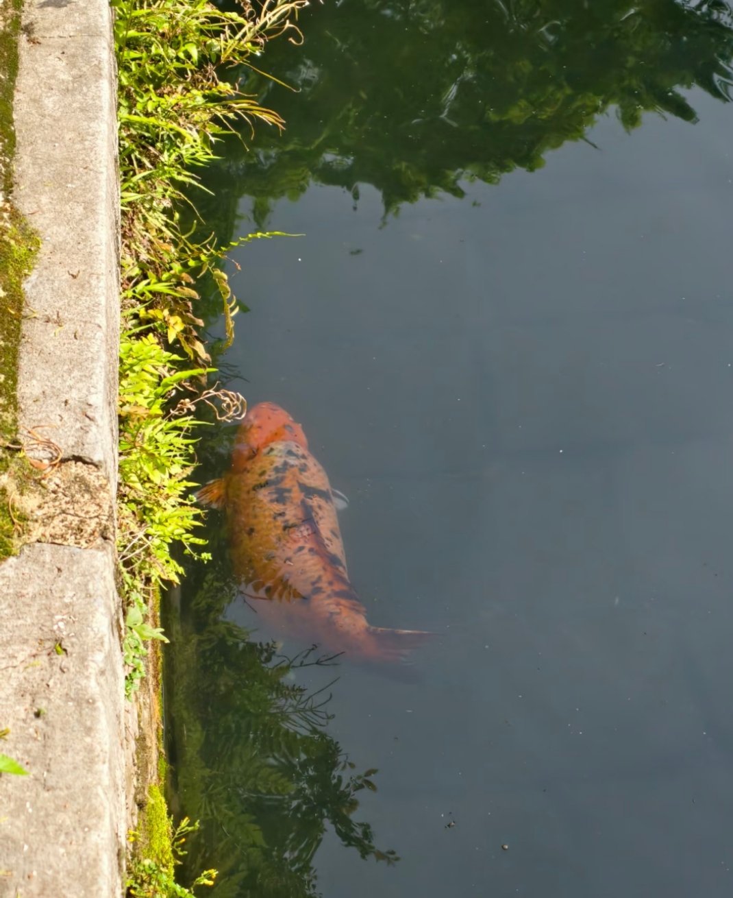 远看大肥鱼近看肥鱼大肥鱼真是大真是大肥鱼 