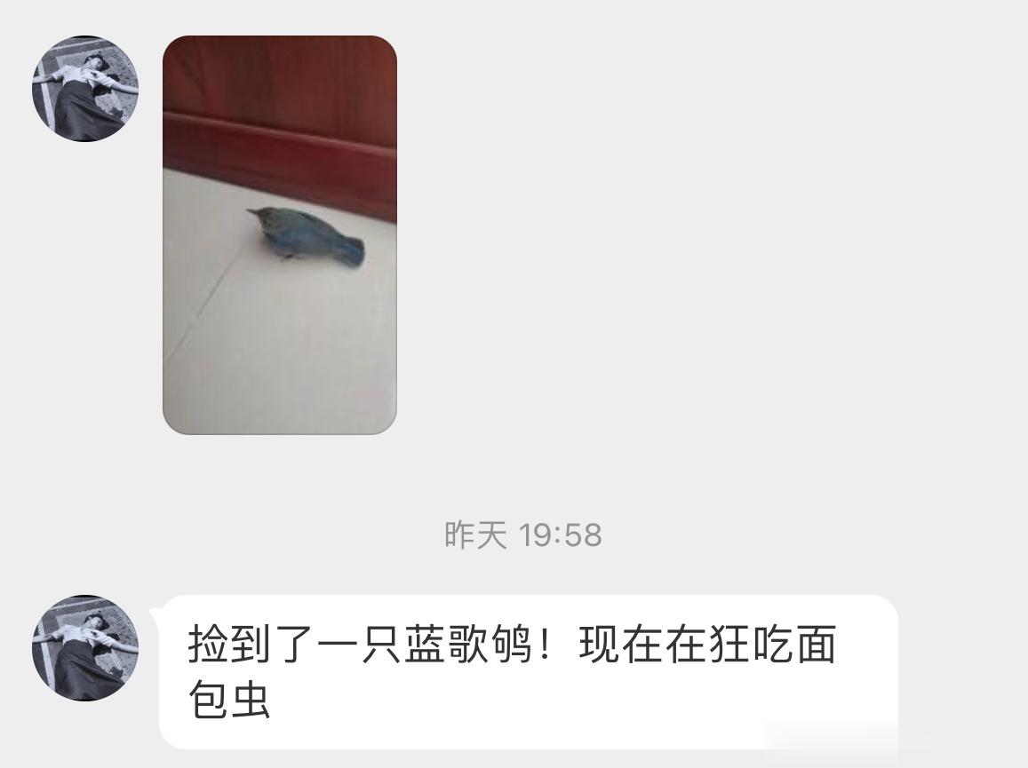 #鸟粉投稿# 迁徙季节的蓝歌鸲qú 经常在城市里被捡到，正吃免费的虫虫自助餐体力