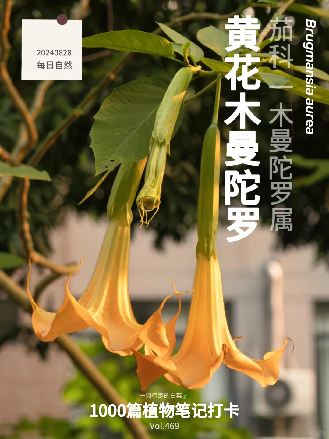 植物笔记469｜有毒的黄花木曼陀罗