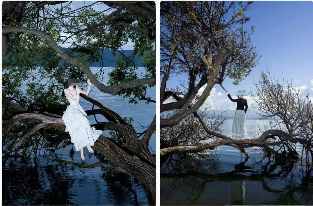 大理网红歪脖子树遭锯断：绝版美景归零，3道锯痕触目惊心

洱海廊桥的风还没停，那