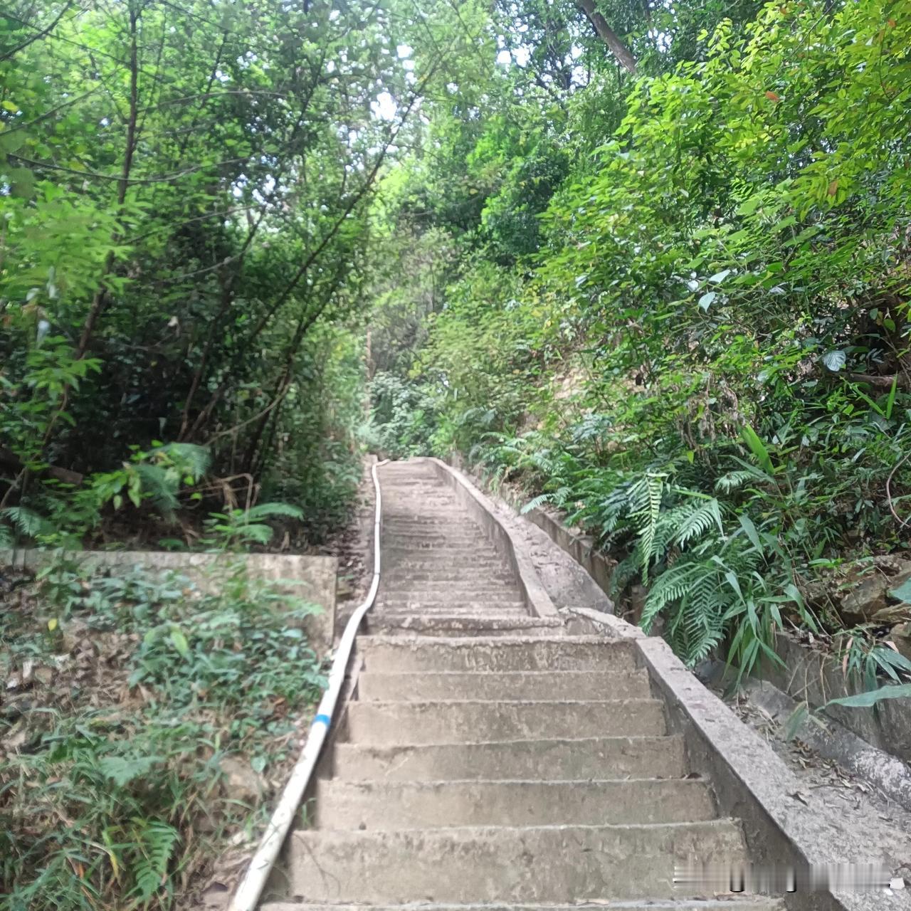 我开始爬山了，早晨的空气真好，鸟儿在树上唱着欢乐的歌曲！
#秋日生活打卡季# 