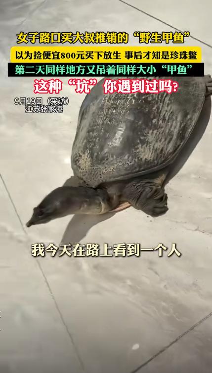 肠子都悔青了！”近日江苏，一女子在路边花800块买了只20多斤的“野生大甲鱼”，