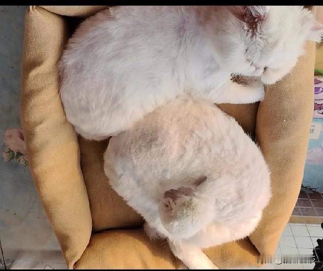 工作一天回到家
看到可爱的猫宝子
就这么两只毛茸茸的小团子
一天的疲惫烟消云散