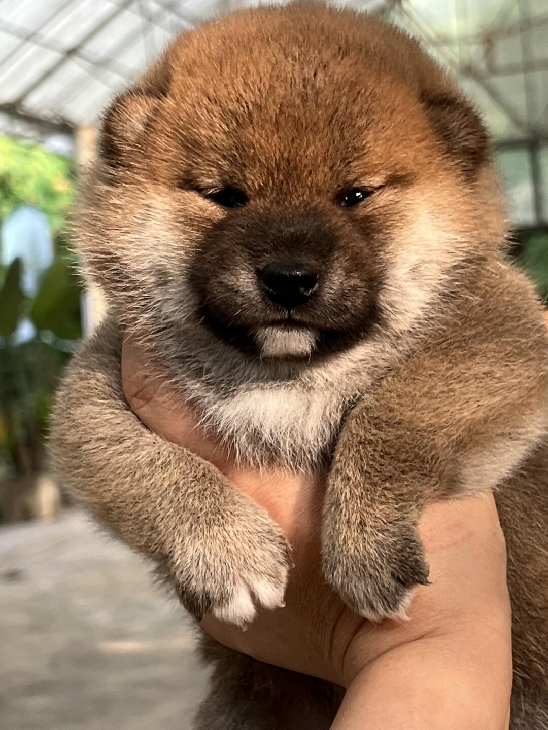 标准柴犬 | 妹妹