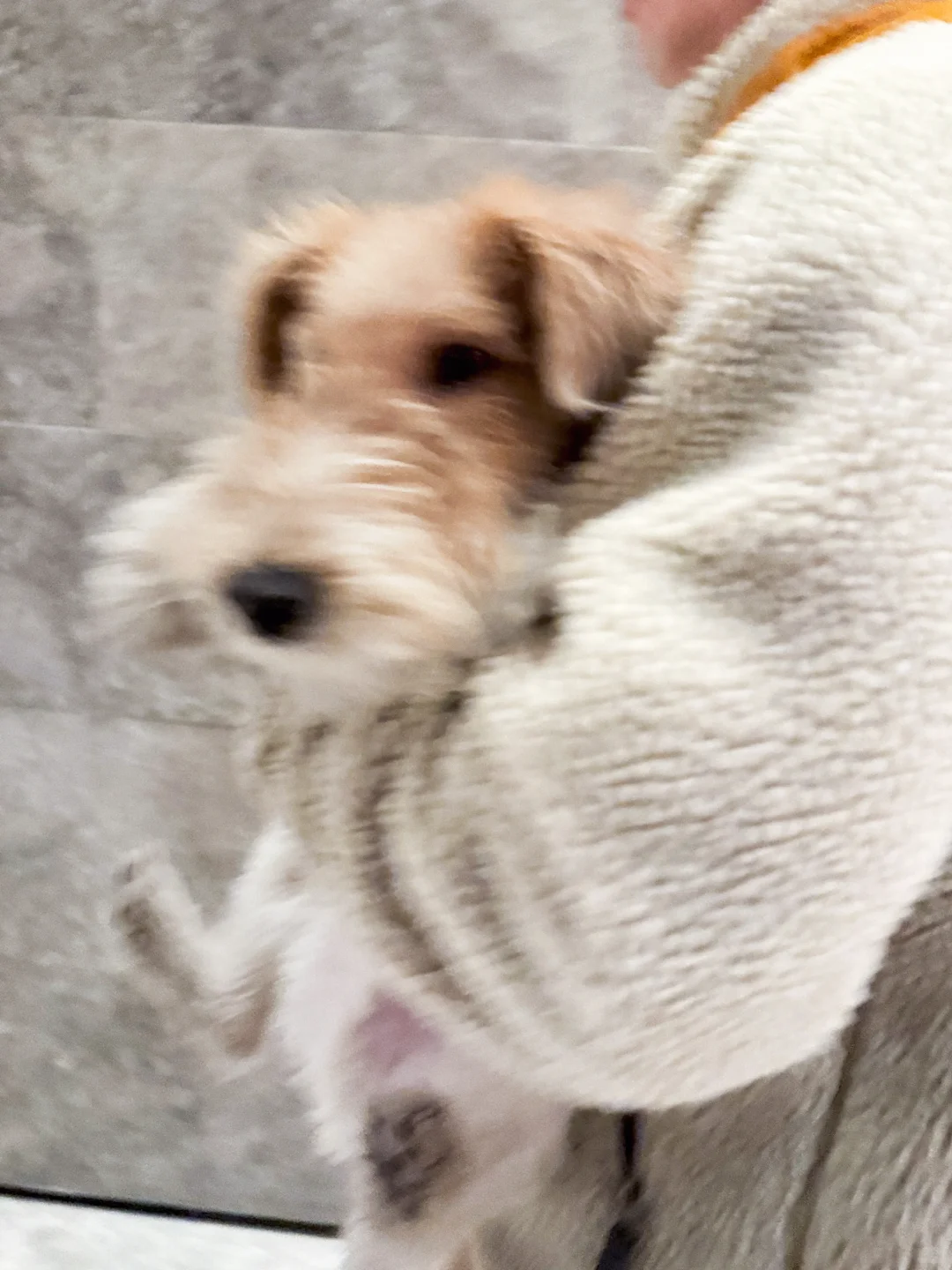 e狗社交拉满的一天