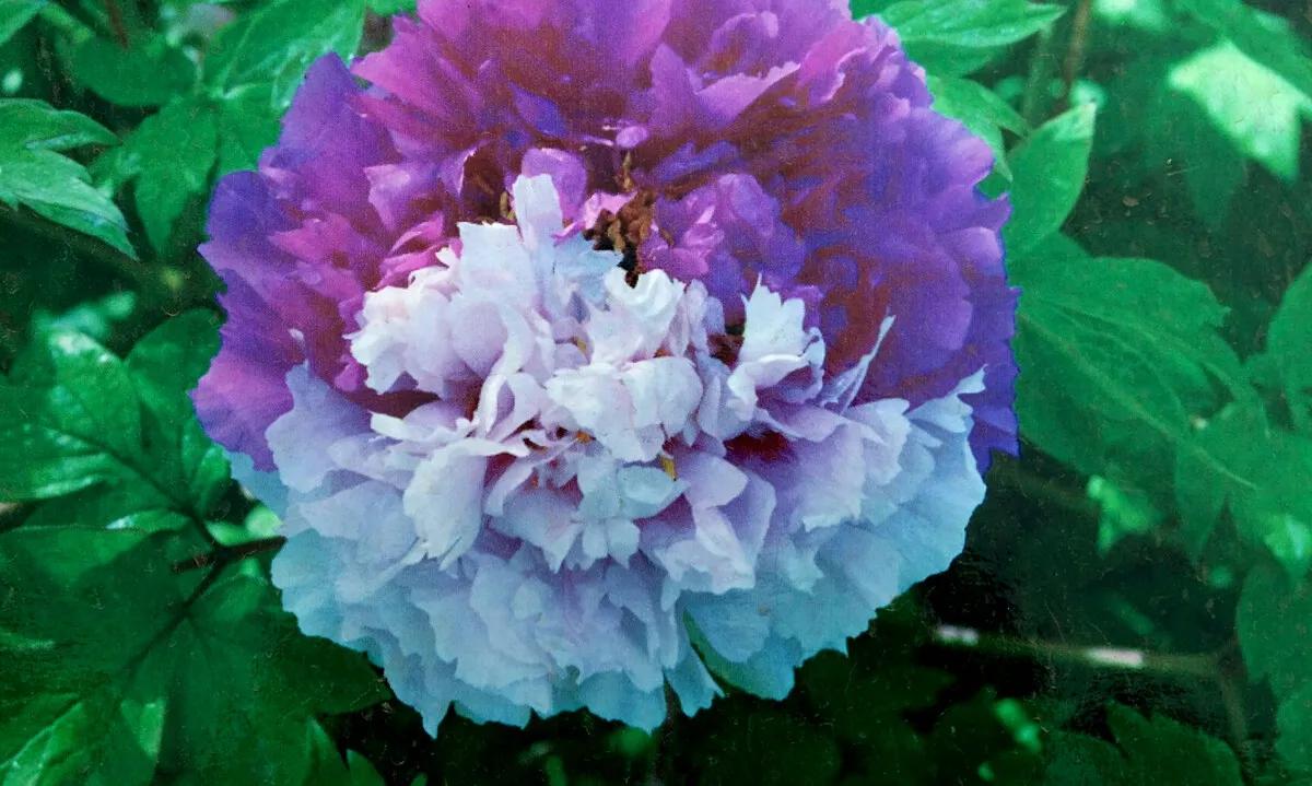 牡丹：国色天香，一眼认识花中之王
牡丹，别名木芍药、洛阳花、牡丹皮。
毛茛科多年