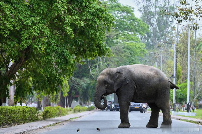 【印度火车撞死7头大象 1头受伤】海外新鲜事 印度东北部近日发生一起客运列车撞象
