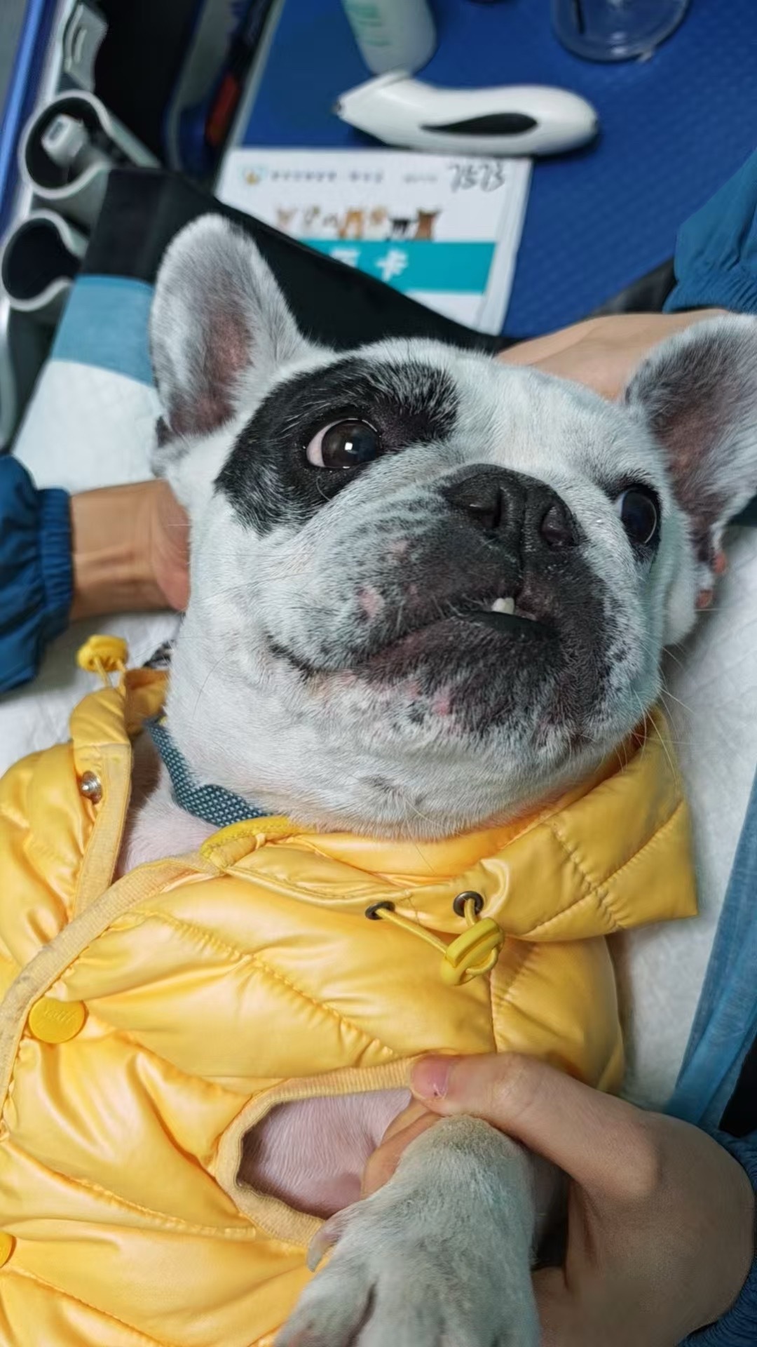 我妈一个电话过来说赛师傅尿血给还在内蒙的我吓麻了啊啊啊赶紧托朋友带它去医院检查好