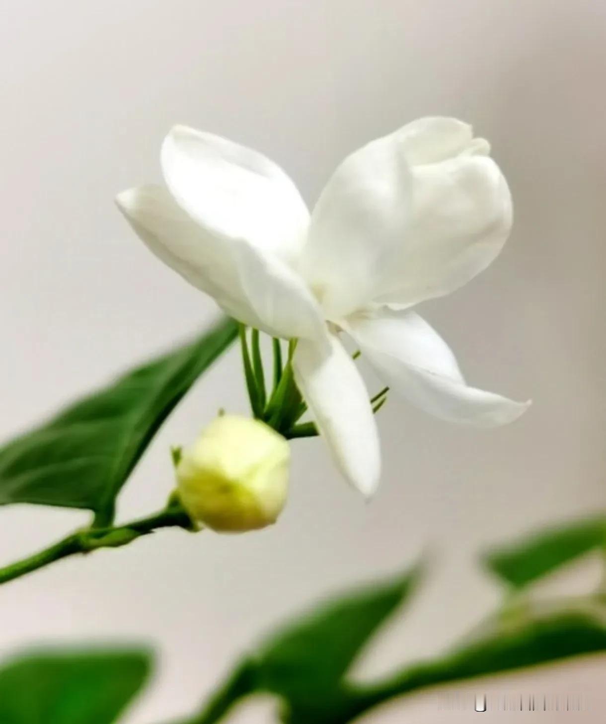 男人背叛多年后回归，你会原谅吗？在爱情的世界里，背叛是一种致命的伤害。它如同一把