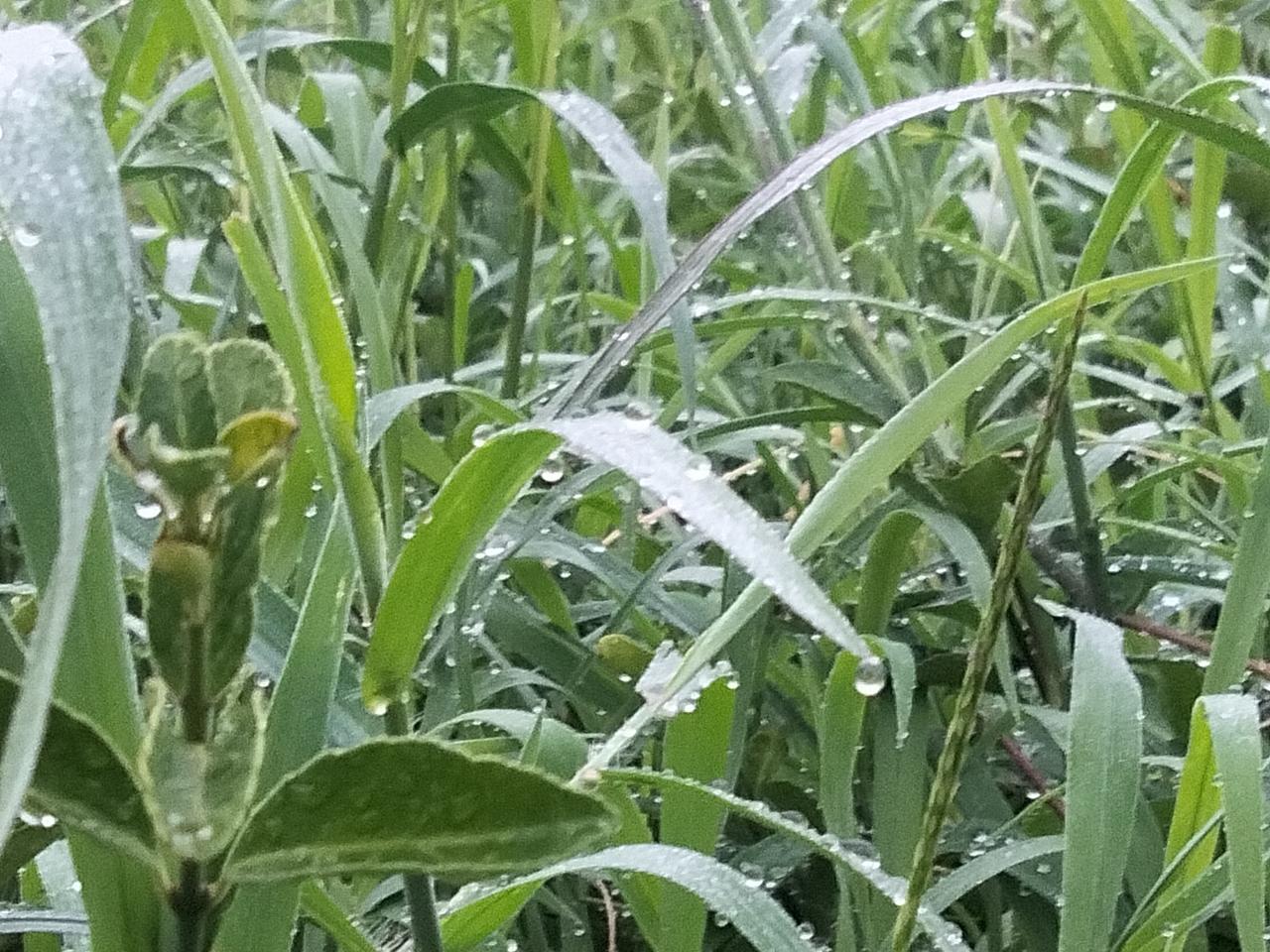 分享你手机中的花花草草晨露。
