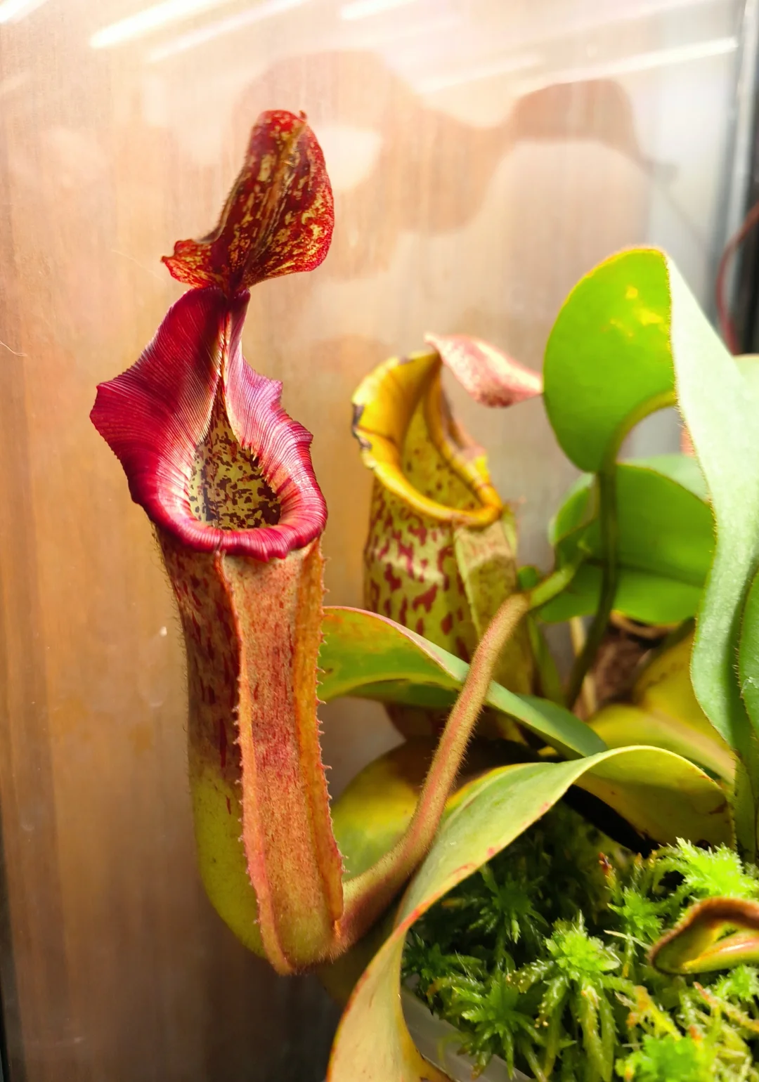 包席诺斯维奇×徐脑袋