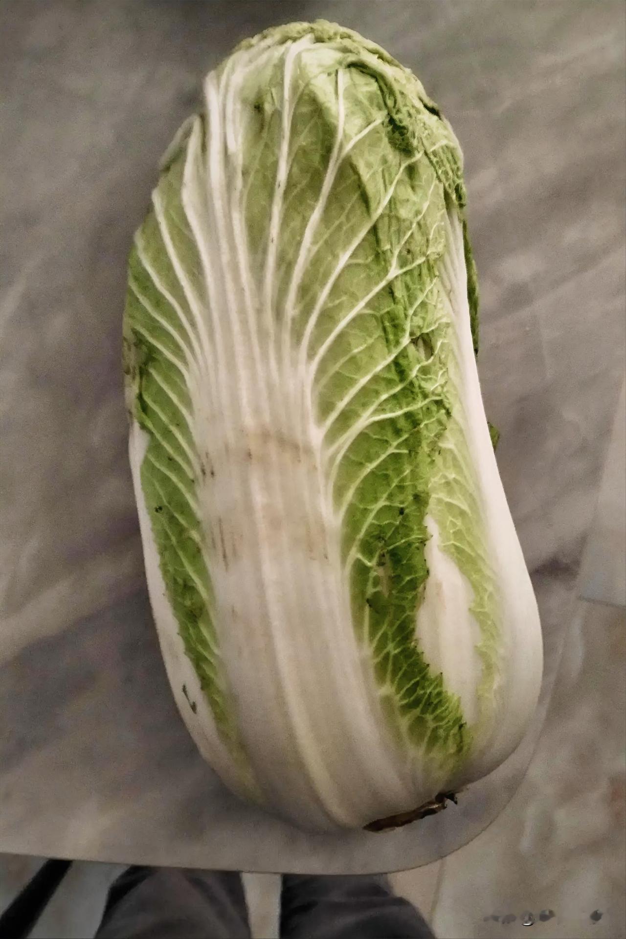 记录我的2026昨天有个网友发了一颗白菜，彻底火了！展现量居然到了56万，浏览量