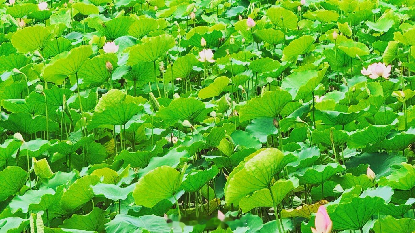 生活手记 夏日的浪漫，被荔湾湖公园的一池荷花承包啦。漫步园内，连片荷塘铺展开来，
