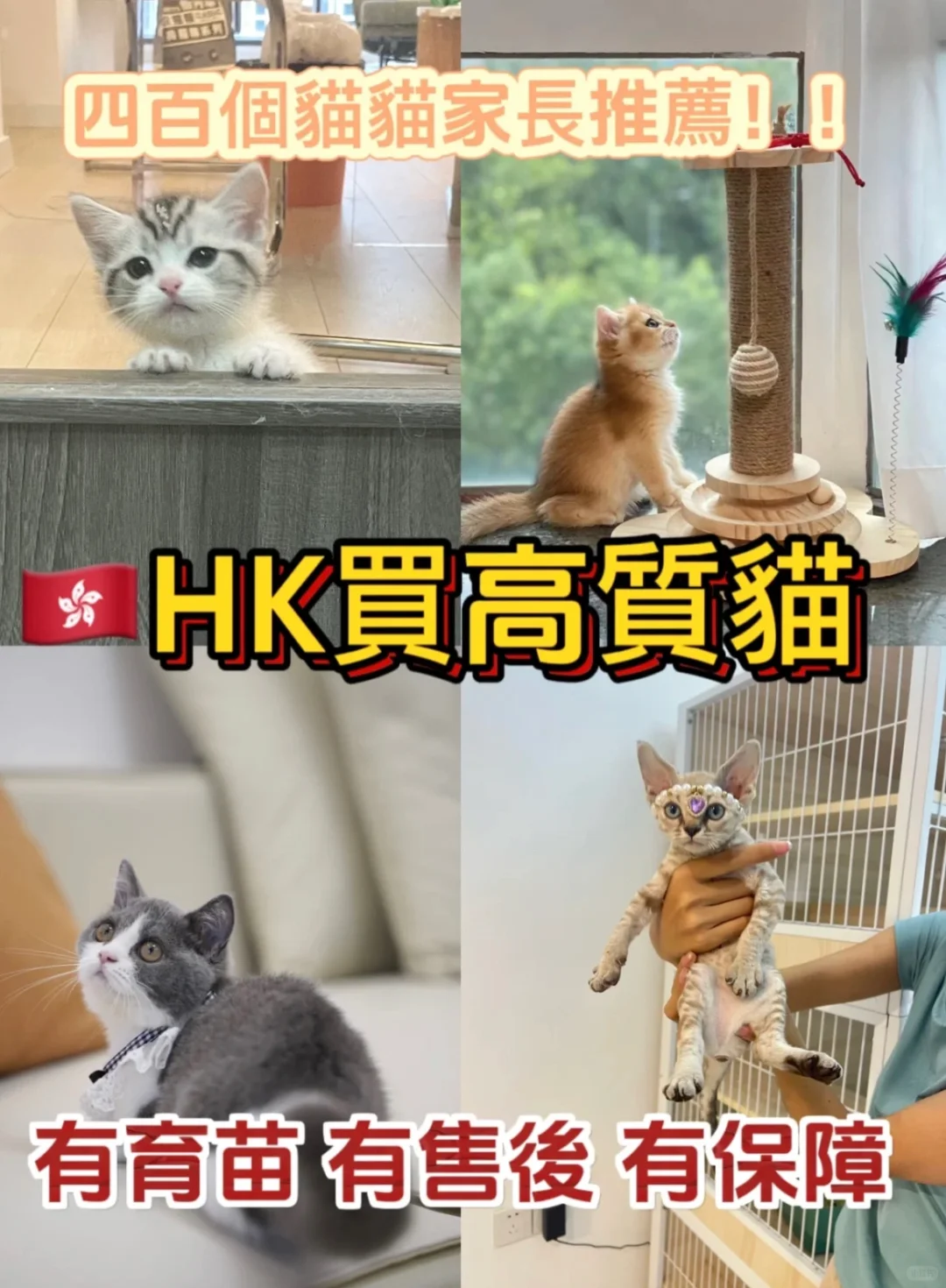 🇭🇰HK買貓💛都應該知道這件事