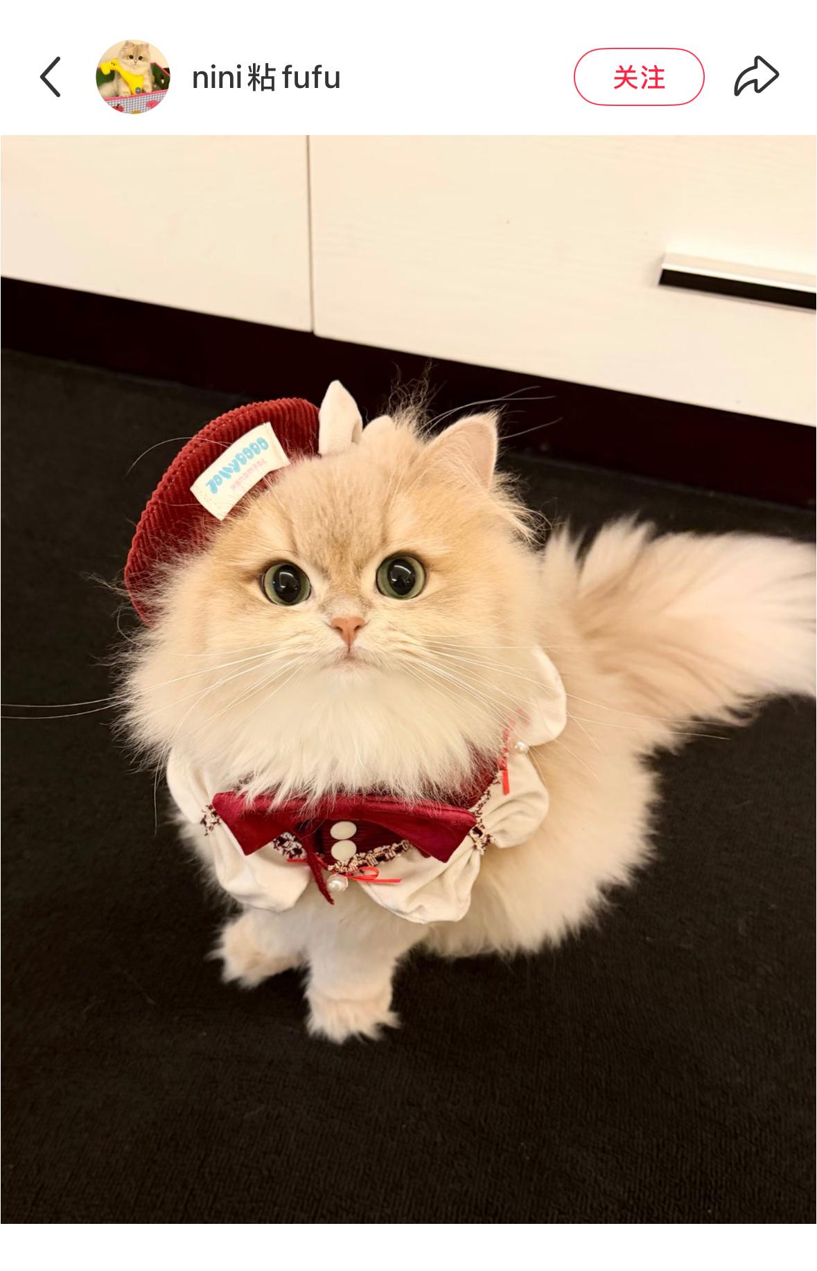 高贵的猫猫🐈 
