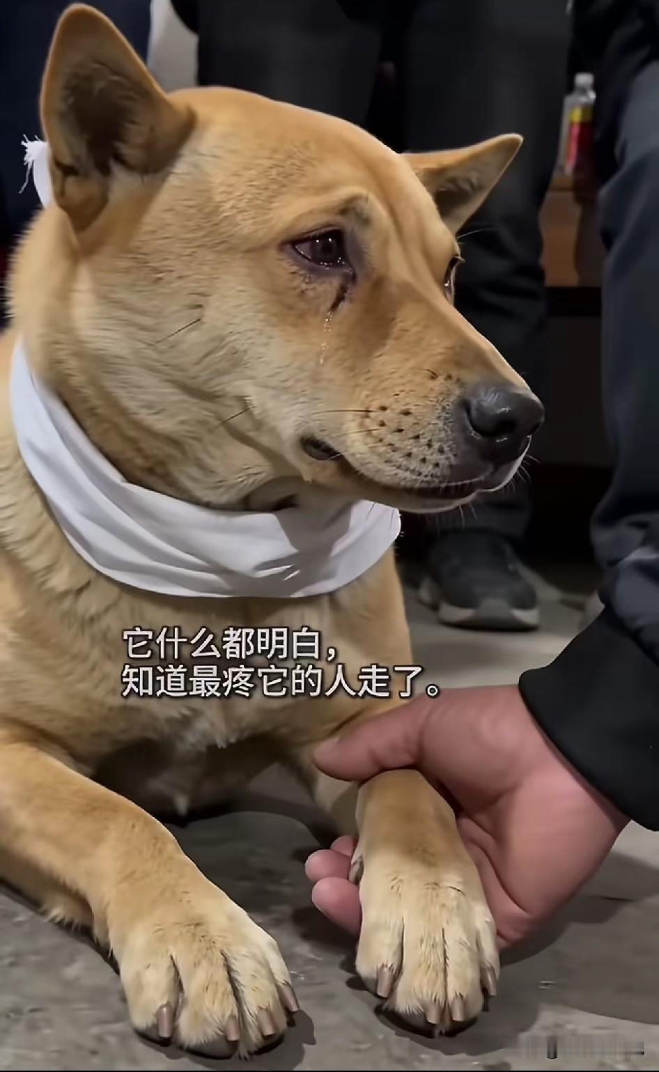 爷爷去世了，家里养的狗狗一直跟着爷爷，一直都是爷爷喂它吃东西，爷爷走了之后，它不