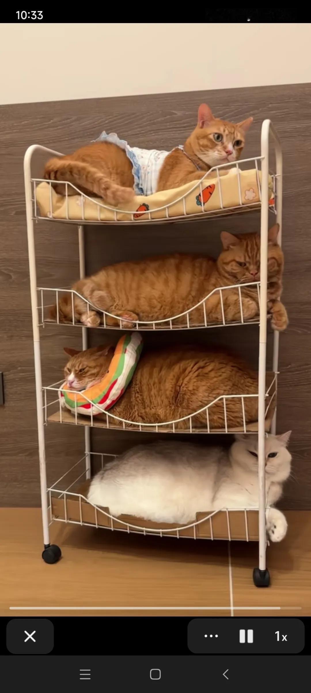 猫咪们真懂规矩，我眼见着它们一个个跳上去，各找各家。这让我又有了养猫的冲动。