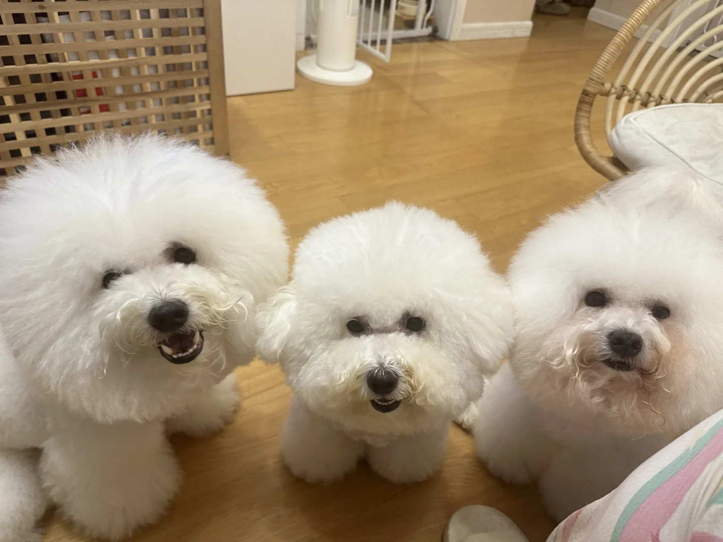 南京有没有带狗子拍的全家福？？可自荐