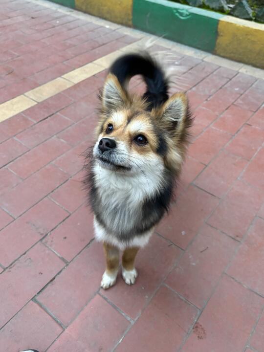 蓬松的小狐狸狗出现！